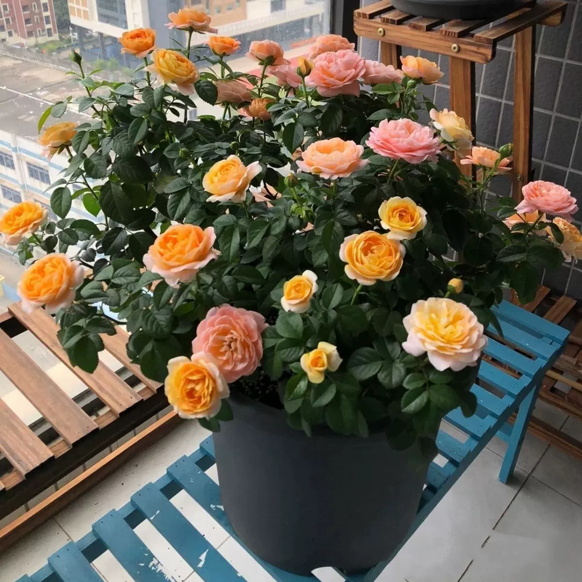 果汁阳台月季花苗带花苞玫瑰大花四季开花浓香型盆栽庭院易养花卉