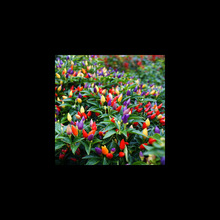 ʳʽ߲ʽ˷N̨ԻN҃ļ_N