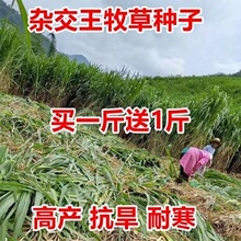 种籽高产草籽牛羊鱼苏丹牧草种子喂猪兔高丹杂交四季草种子王草无