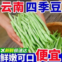 云南四季豆新鲜现摘豆角无筋豆非东北黄金勾豆角当季新鲜时令蔬菜