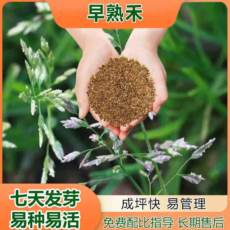 Семена мятликовой травы Семена травы Озеленение газона