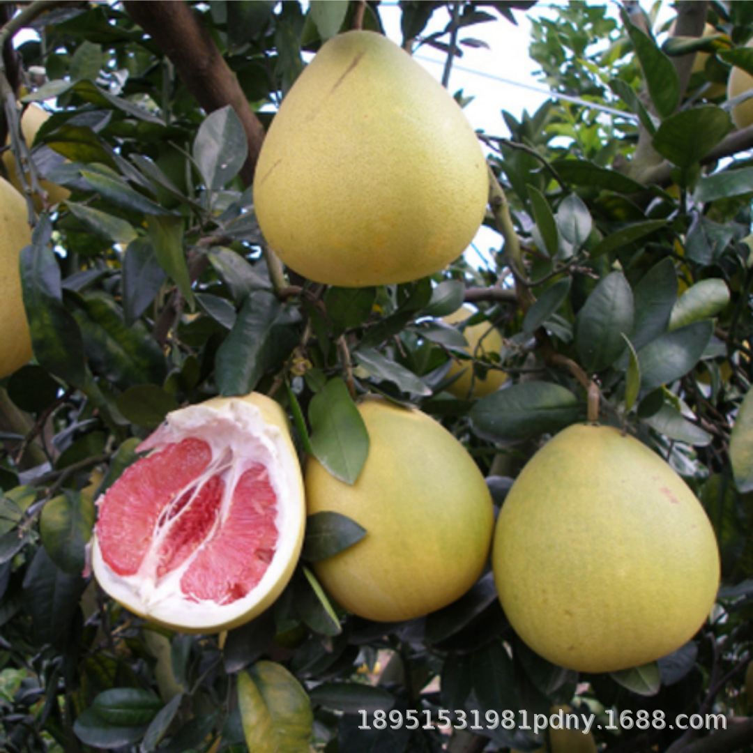 苗嫁接柚子树苗 红心蜜柚沙田柚南方北方种植庭院果树苗当年结果