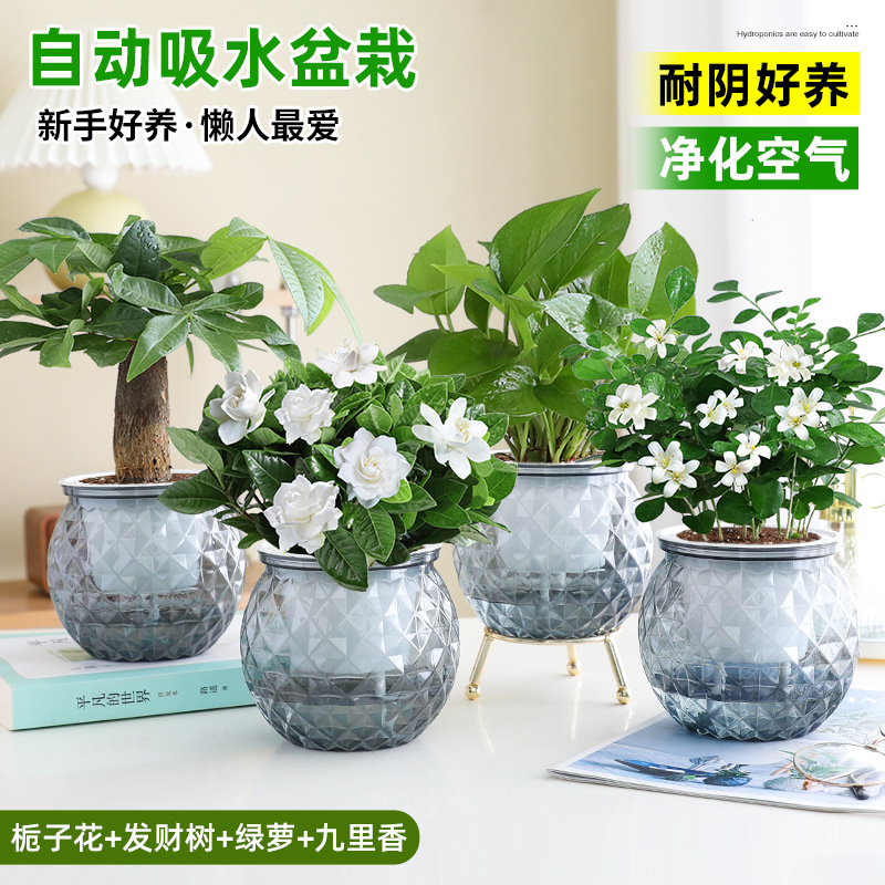 [베스트셀러 4화분] 치자나무 + 돈나무 + 청무 + 구리향