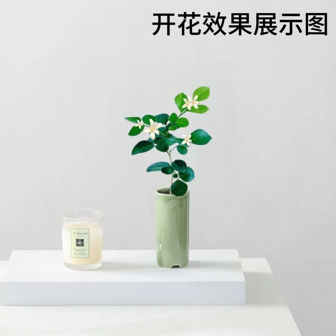 Девятилистная хризантема в горшке для гостиной и офиса, цветет в любое время года, комнатное гидропонное растение, модное зеленое растение, украшение рабочего стола.