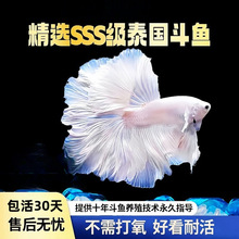 赛级泰国斗鱼婚纱尾纯白半月公观赏鱼热带鱼桌面宠物好养耐活批发
