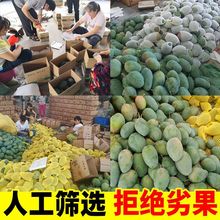 攀枝花凯特芒果水果新鲜批发大芒果2/5/10斤当季大青芒整箱包邮