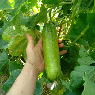 ���S�ϷN�Ӿ�Ʒ�F����ˮ���S�ϷN�Ӻ��S���Ѳˈ@���������߲˷N��