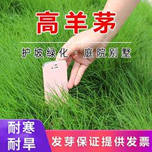 高羊茅种子蓝标多年生高羊茅草籽耐热耐旱