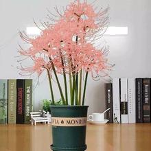 石蒜彼岸花种球盆栽花卉水培植物室内绿植四季百合水仙花庭院种植