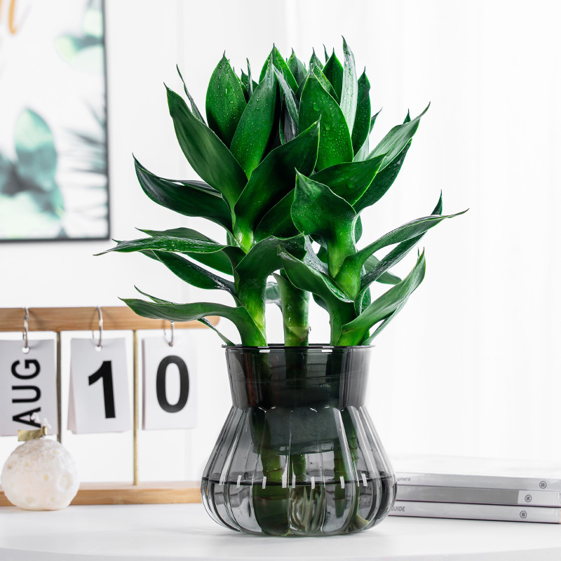 創意かぼちゃの透明な植木鉢は簡単で、怠け者は自分で水を吸います。|undefined