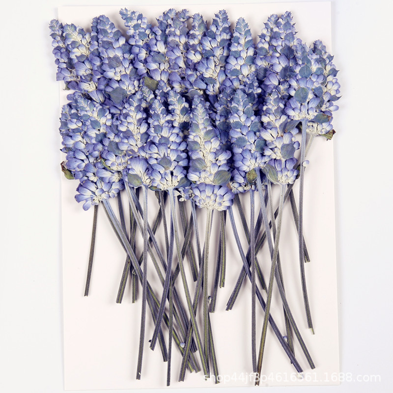 Sage Blue Flower Lavender Dried Flower Embossed Flower Nail Art Nail Makeup Material Natural Real Flower Plant Specimen