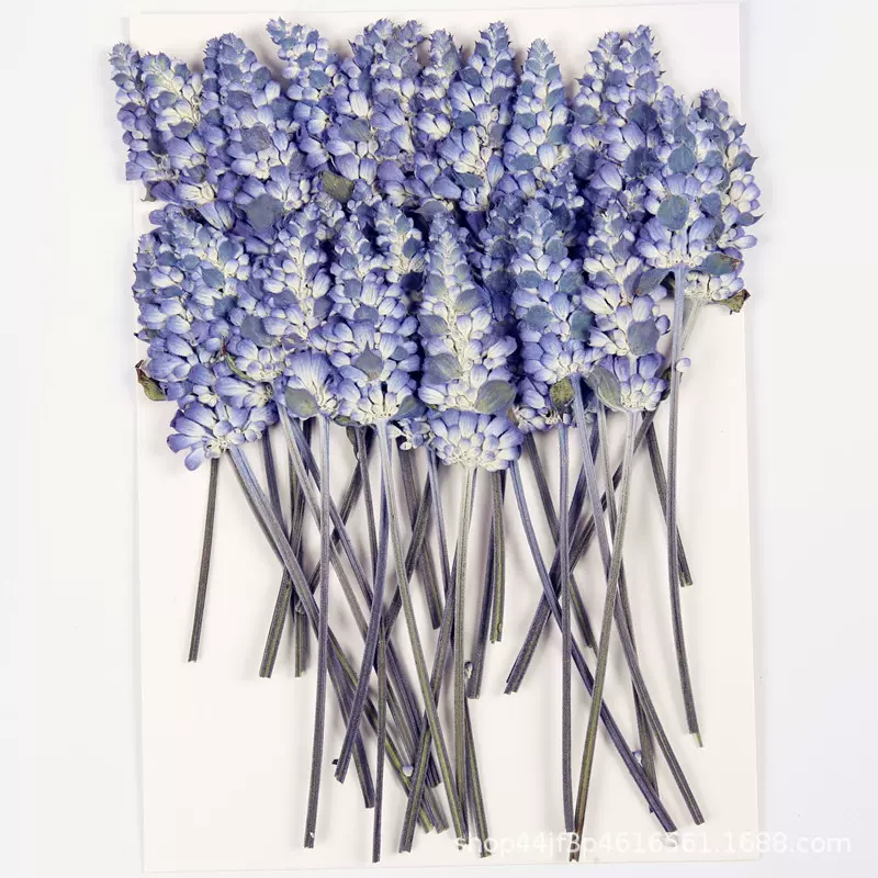 鼠尾草蓝花薰衣草  干花压花押花美甲美妆材料 天然真花植物标本