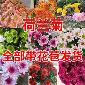 盆栽;种子;园林果树