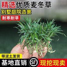 日本矮麦冬草玉龙草庭院草坪绿化地被植物细叶金边耐寒小麦冬草苗