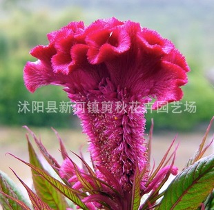Wholesale Cockscomb Seeds Garden Flower Seeds Greening Flower Seeds Courtyard Wildflower Combination All Year Round Cold-Resistant Easy to Live and Easy to Grow