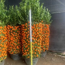 ������Ԏ��������������_�I���w��ۘ������ɰ�ُV��ͬ���_�lƱ