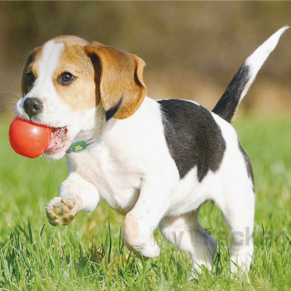 Nb-IOT Трекер позиционирования Домашний GPS-локатор для домашних животных Bluetooth Карта поиска домашних животных-бесплатное Обнаружение телосложения