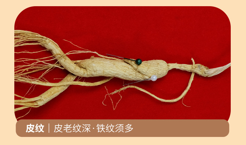 Understory Ginseng Gift Box Changbai Mountain Whole Root for Wine Soaking and Tonic Use in use