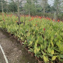 2304苗圃供应 金麦 花叶美人蕉 盆栽 橙色花 颜色漂花期长