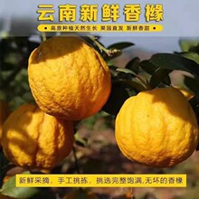 云南高山香橼果新鲜佛手柑贡品闻香大果香甜清脆农户现采摘发货