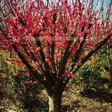 骨里红 浓香红梅耐寒耐热腊梅老桩 南北种植基地批发绿化苗木绿植