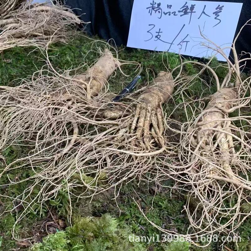 厳選された新鮮な土人参、東北人参、長白山人参、スープとワイン、東北特産の新鮮な人参|undefined