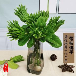 帶枝水養佛手水培佛手瓜佛手果新鮮佛手柑鮮果把玩清供金佛手盆栽