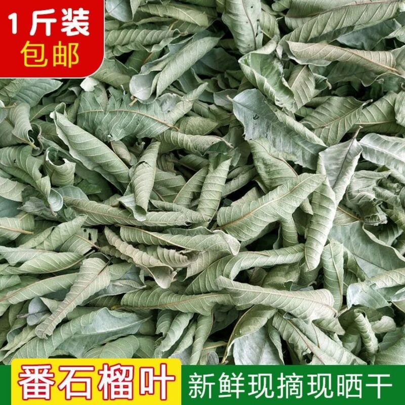 Freshly Picked Pure Wild Guava Leaves, Red Heart Guava Leaf Tea, Naturally Sun-Dried, Can Be Used to Make Tea for Drinking, Packaged