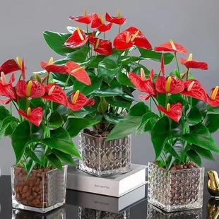 Delivered with Florals, Anthurium and White Palm Potted Plants, Indoor Hydroponics, Easy to Grow Florals, Smooth Sailing, Many Seedlings, Cold-Resistant and Evergreen