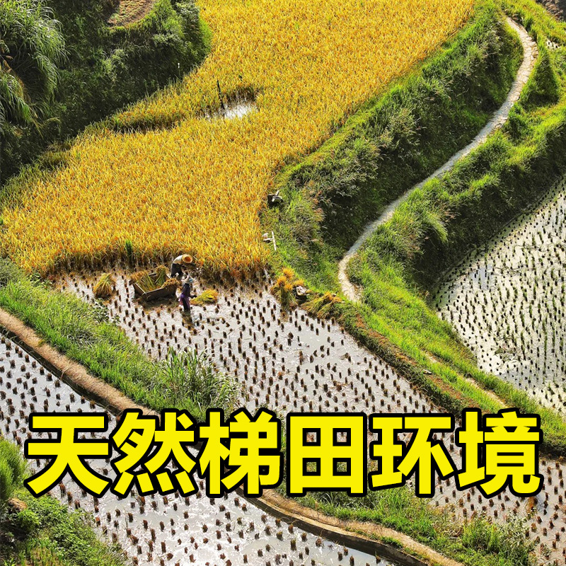 2.5kg팩 [구이저우 계단식 쌀, 1년 1계절, 자연생태 녹색 장립 쌀