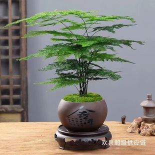 ���������辰ֲ���҃ȿ͏d�����k��������Gֲ���B�ļ����������