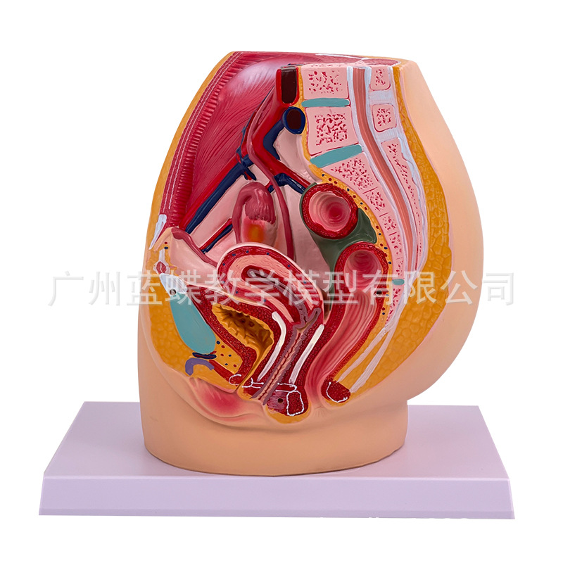 ��ǻģ��Ů��ʸ״����ģ����ֳϵͳ������������ϵͳ��ѧģ��ҽѧ