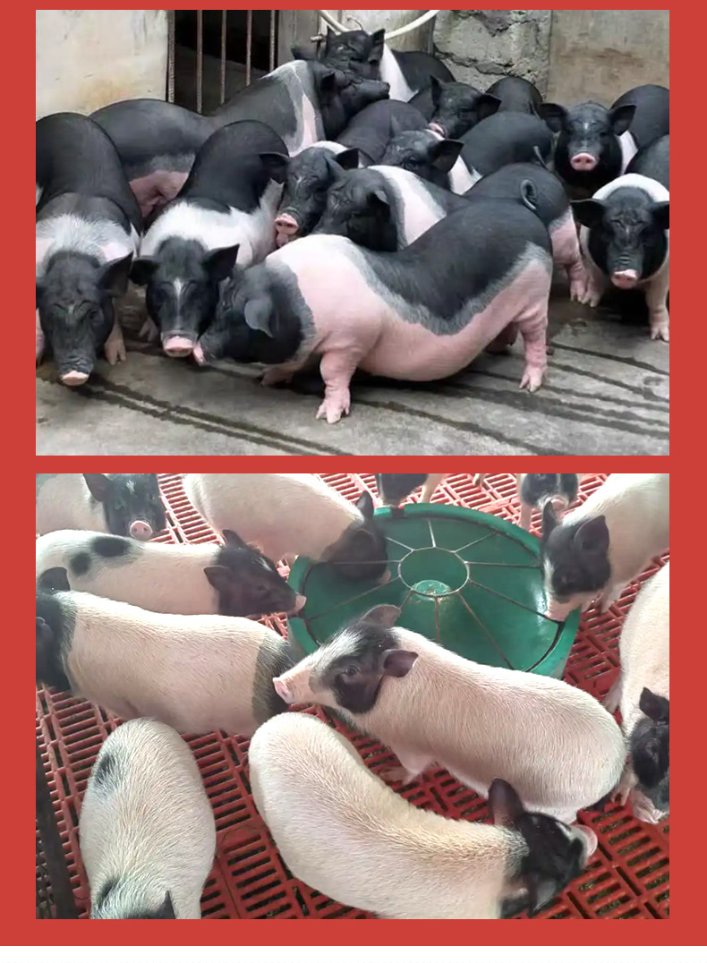 巴马香猪详情_05.jpg
