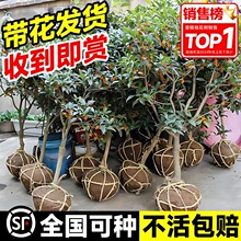 �𻨘�������ͥԺ�Gֲ����Դ���ļ��𵤹�����B����ֲ���ͺ�