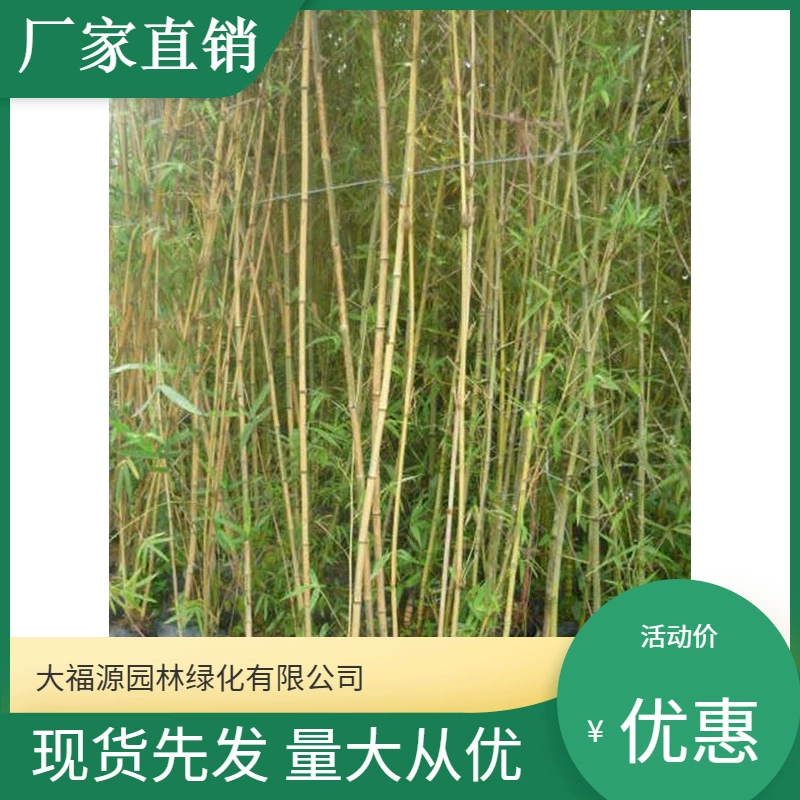 [Базовая оптовая продажа] Большое Количество Скидка бамбуковые саженцы живописное место озеленение дорога озеленение проект озеленение саженцы