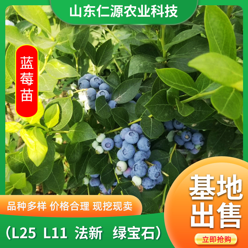 山东基地直发蓝莓苗 优瑞卡地栽蓝莓苗果树苗 1-2年云雀蓝莓树苗