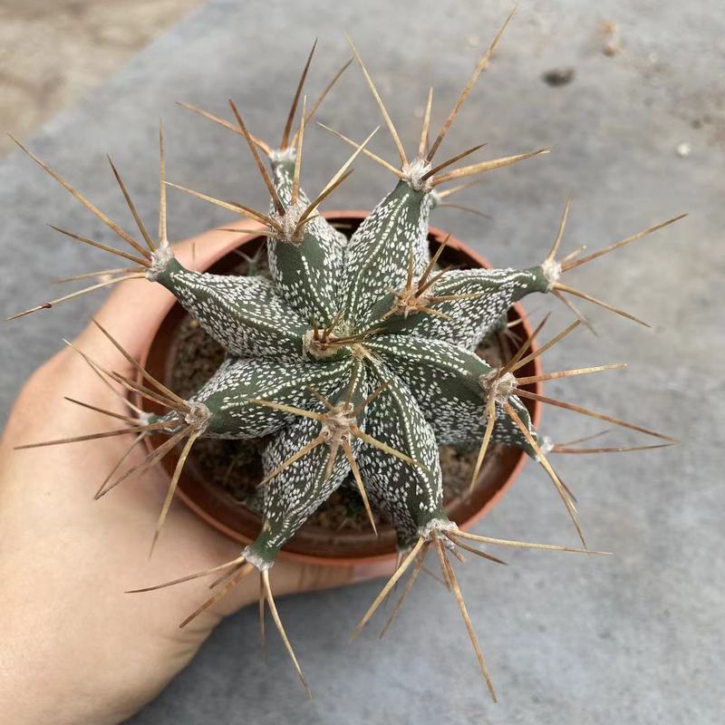 大仙人球コレクション、鉢植えの開花仙人掌、多肉植物、星兜瑞昌玉、玉龍鳳玉、玉翁|undefined