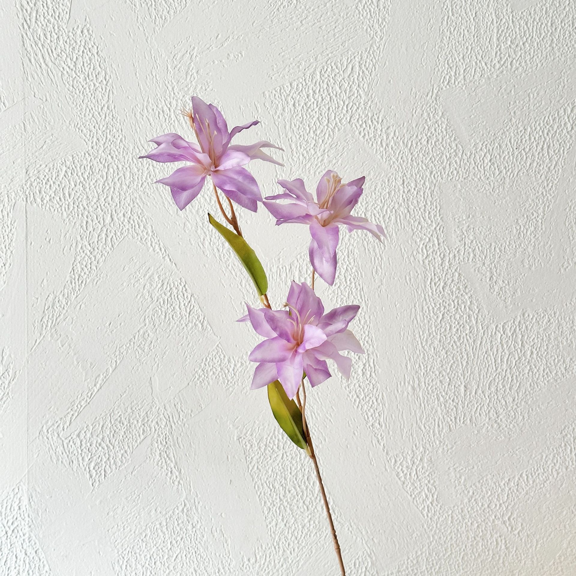 Lilio de 3 cabezas de color lila claro