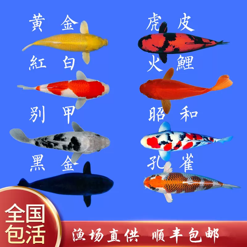 精品锦鲤活体观赏鱼淡水鱼冷水鱼日本鱼红白大正三色孔雀白金锦鲤