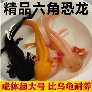 ���ǿ����~ϔ󢌙�������~�^�p�~6���Ľǿ�����̖׃���������ˮ