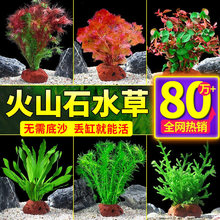 ˮ��ֲ����~���쾰�[��ˮ��ֲ�����������ɽʯȫ��С�~��ˮ��