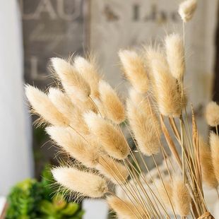 Natural Rabbit Dog's Tail Grass Rabbit's Tail Grass Dried Flowers Dried Real Flowers Artistic Foreign Trade Cross-border Window Soft Decoration Ornaments