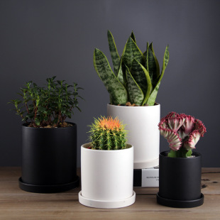 Casual Modern Large Matte Straight Tiger Orchid White Succulent Indoor Plant Green Plant Household Ceramic Flower Pot