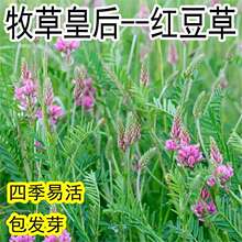 红豆草无芒雀麦种子披硷草硷茅草紫羊茅硷草种子养牛羊草种子