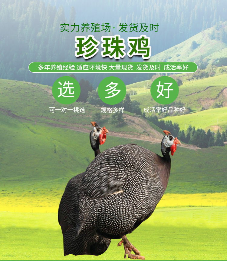 珍珠雞_01.jpg