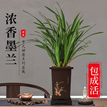 名贵花卉兰花浓香型兰花苗墨兰春兰建兰四季兰花室内花卉绿植盆栽