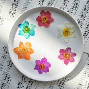Daffodil Embossed Dried Flower Petal diy Photo Frame Bookmark Handmade Dripping Glue Jewelry Material Real Flower Plant Specimen