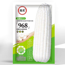 揭美雜交一代白玉米種子 甜加糯高產品種 200克裝 鮮食玉米種子