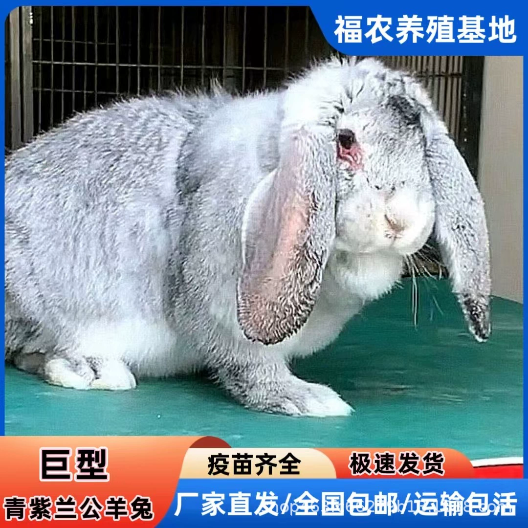 Шаньдун оптом чистокровные кролики-самцы гигантские голубые орхидеи, большое количество рассады кроликов-самцов для продажи