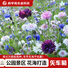 矢车菊花种子易活四季播种开花蓝芙蓉花庭院室外盆栽耐寒花种籽子